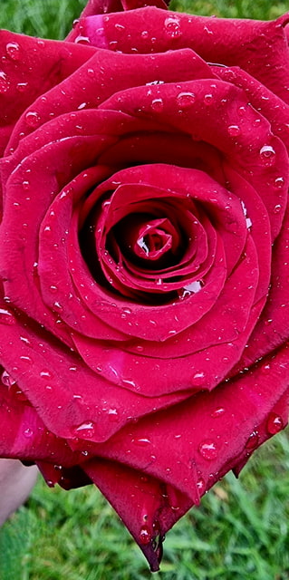 Růžová krása