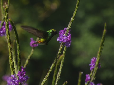 Letící briliant ( kolibřík měděnohlavý)