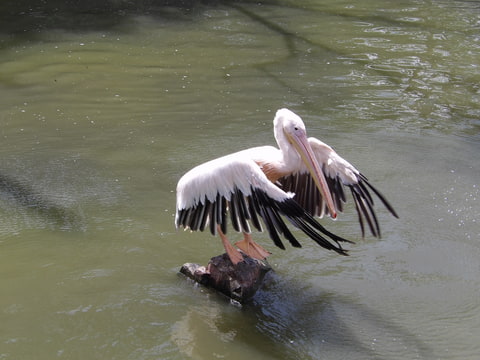Baleťák pelikán