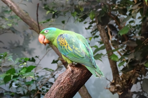 Papoušek zelený