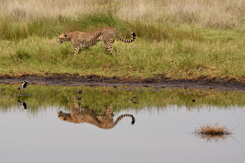 Gepard na procházce