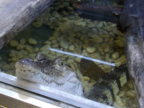 Krokodýlí zoo 