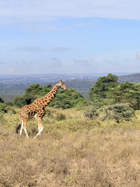 Ranní Safari 