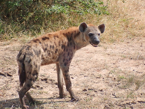 Chechtající hyena skvrnitá