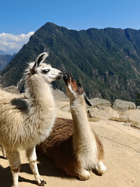Peruánská láska