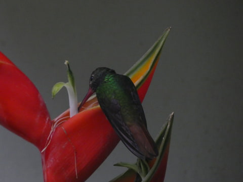 Snídaně ( kolibřík rezavoocasý)