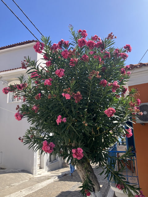 Oleandr