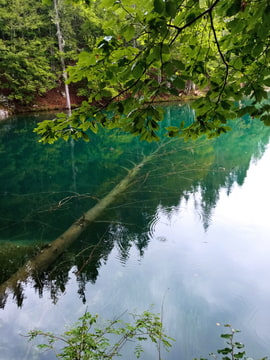Ležící strom v jezeře