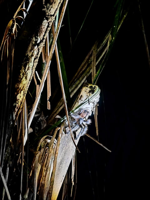 Tarantule