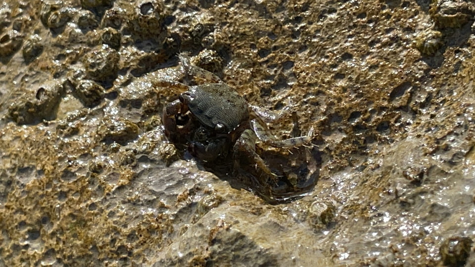 Krab 