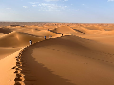 Lví duna v Sahaře