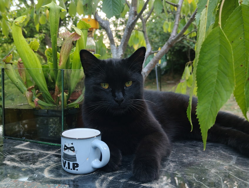 VIP Kočka 