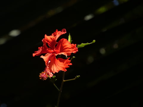 Rudý květ