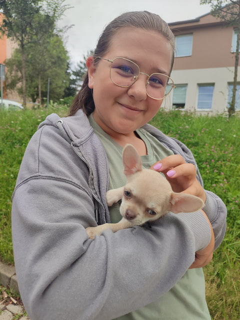 Psí mimi