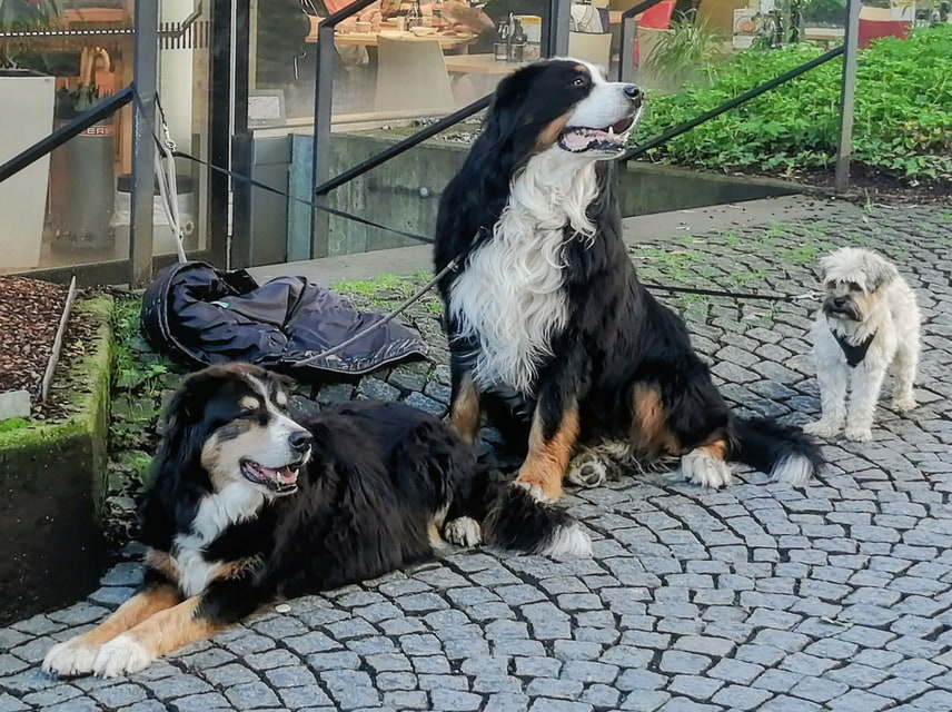 Čekání
